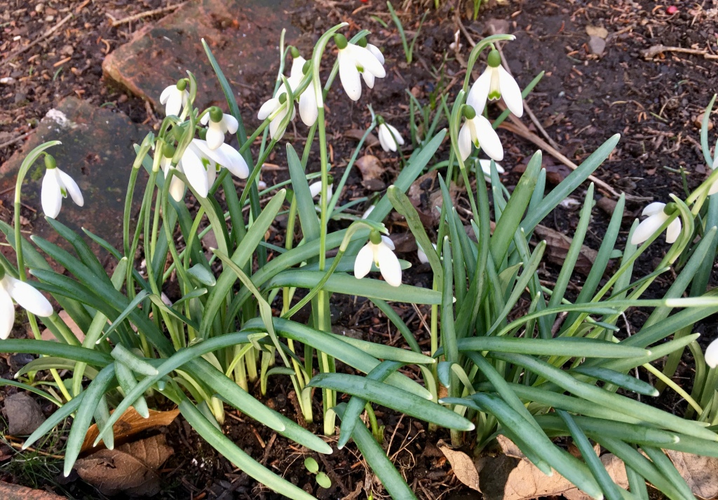 Close up picture of snowdrops