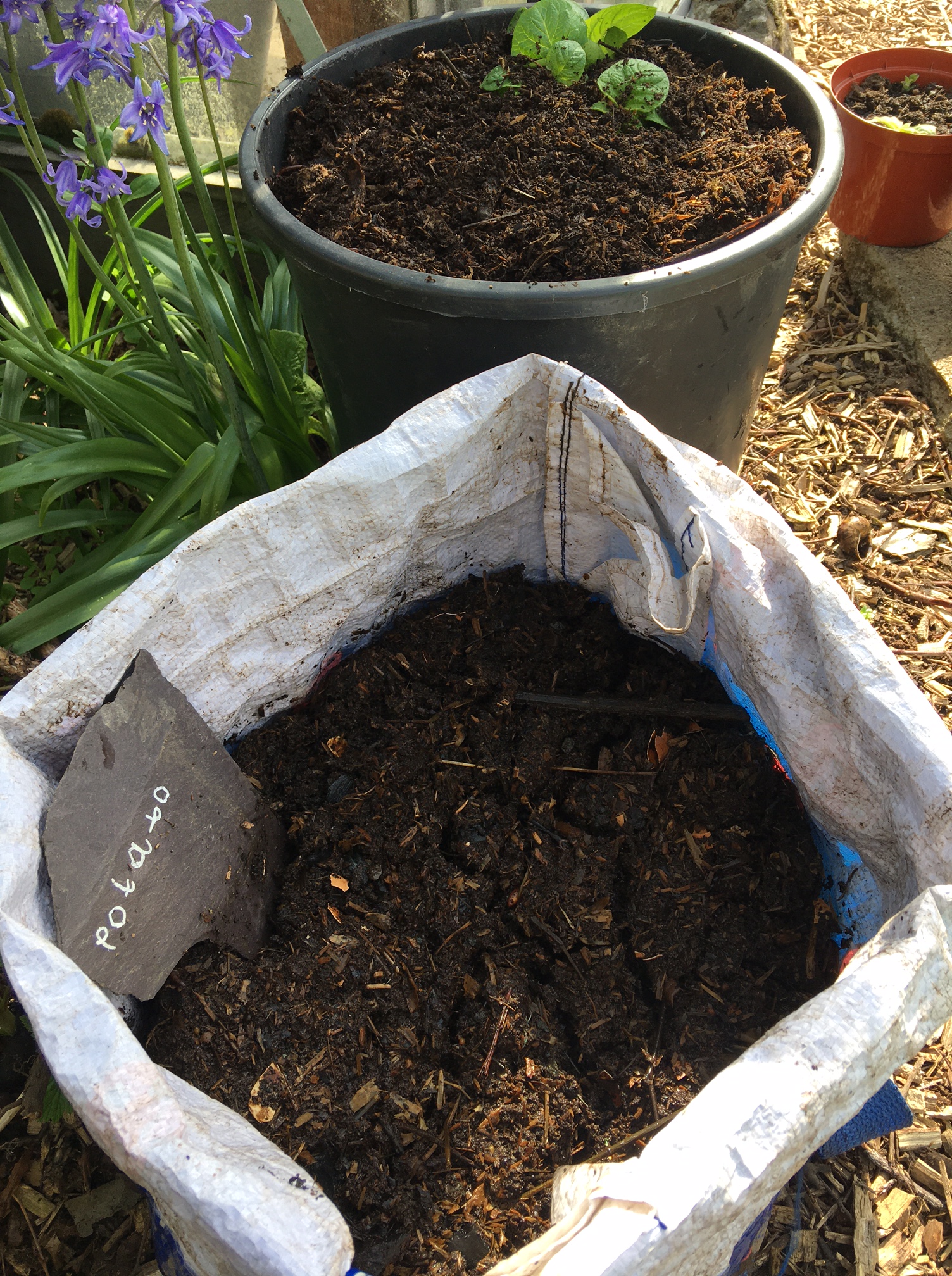 Potato planting in a Bag for life (or big pot) – Ninewells