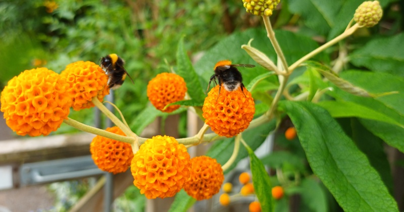 Two bees taking nectar from orange ball shaped flowered Buddleia globosa